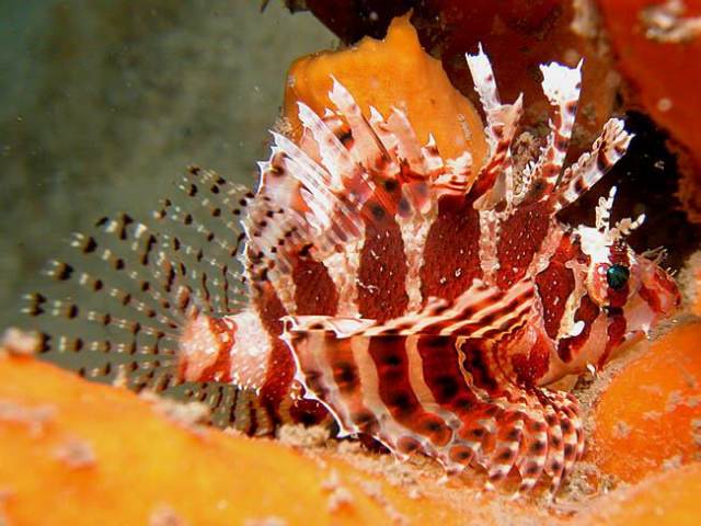 DENDROCHIRUS BRACHYPTERUS